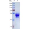 sp-pme101714 oprk sp1