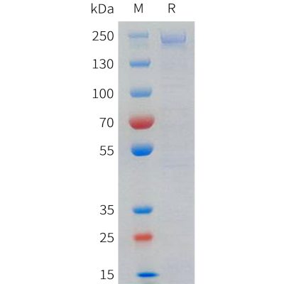sp-pme101719 lrp6 sp1