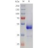 sp-pme101722 ghrhr sp1