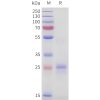 sp-pme101723 tnfsf15 sp1