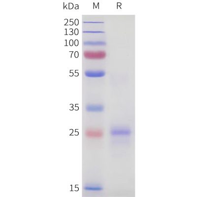 sp-pme101723 tnfsf15 sp1