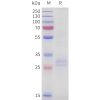 sp-pme101724 tnfsf15 sp1