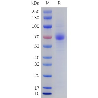 sp-pme101735 lilra4 sp1