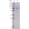 sp-pme101736 lilra4 sp1