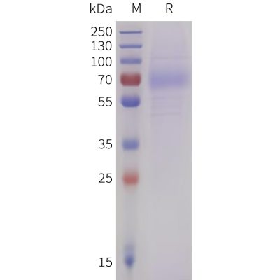 sp-pme101736 lilra4 sp1