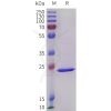 sp-pme101738 crp sp1