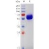 sp-pme101742 csf2rb sp1