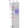 sp-pme101747 cb1 sp1