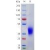 sp-pme101753 scf sp1