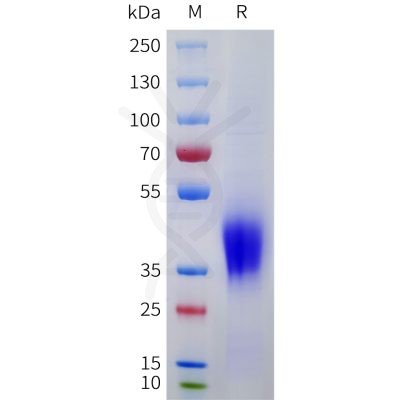 sp-pme101753 scf sp1
