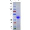sp-pme101754 cd43 sp1