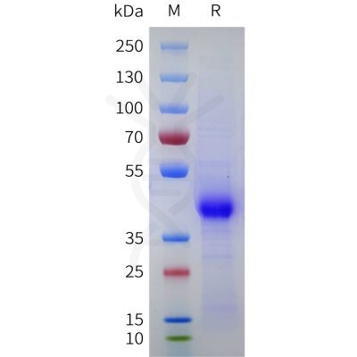 sp-pme101754 cd43 sp1