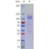 sp-pme101758 erbb4 sp1