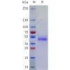 sp-pme101759 fam171b sp1