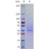 sp-pme101760 c1qbp sp1