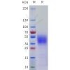 sp-pme101761 cd58 sp1