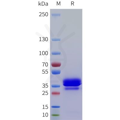 sp-pme101763 nrg4 sp1