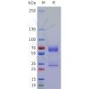 sp-pme101764 procr sp1