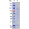 sp-pme101766 netrin 1 sp1