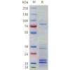 sp-pme101767 cblb sp1