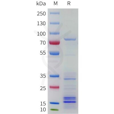 sp-pme101767 cblb sp1