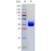 sp-pme101769 cd117 sp1