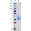 sp-pme101776 or52d1 sp1