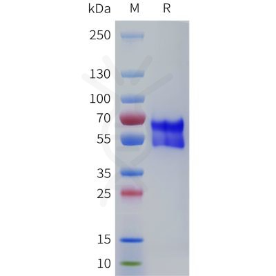 sp-pme101779 adrb1 sp1