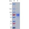 sp-pme101780 lilra1 sp1