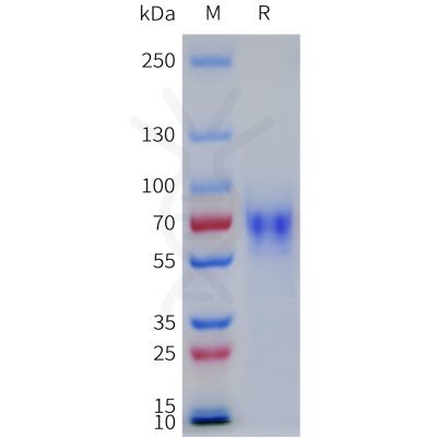 sp-pme101780 lilra1 sp1