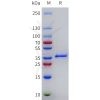 sp-pme101782 lgals4 sp1