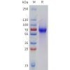 sp-pme101785 lilra6 sp1