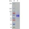 sp-pme101790 cd19 sp1