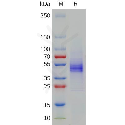 sp-pme101790 cd19 sp1