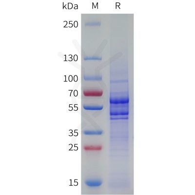 sp-pme101794 vegfb sp1