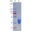 sp-pme101796 mc2r sp1