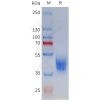 sp-pme101797 mc3r sp1