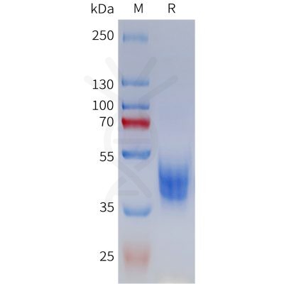 sp-pme101797 mc3r sp1