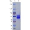 sp-pme101801 agtr2 sp1