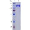 sp-pme101802 cntn2 sp1