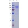 sp-pme101804 lrrc4 sp1