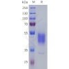 sp-pme101806 prokr2 sp1