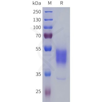 sp-pme101806 prokr2 sp1
