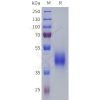 sp-pme101807 ptger3 sp1