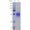 sp-pme101811 sstr1 sp1