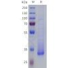sp-pme101813 tas2r38 sp1