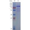 sp-pme101818 olfml3 sp1