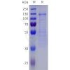 sp-pme101821 kl sp1