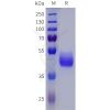 sp-pme101823 npy2r sp1