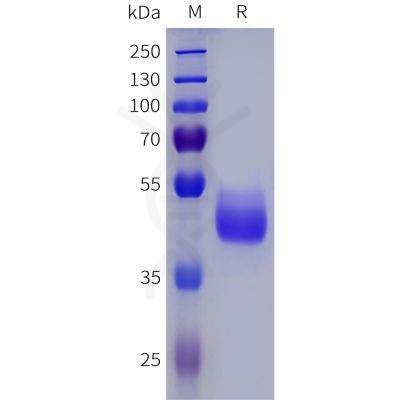 sp-pme101823 npy2r sp1
